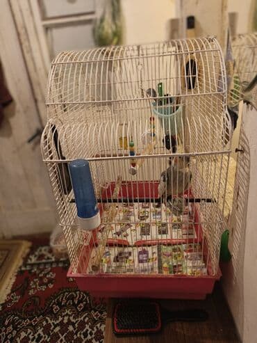 большая клетка для морской свинки: Nimfa (Cockatiel) və qəfəs dəsti - Quş: Nimfa (cockatiel) – boz-açıq — 1