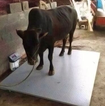 сдам контейнер на ортосайском рынке: Грузовые весы, 3 кг, С гарантией — 3