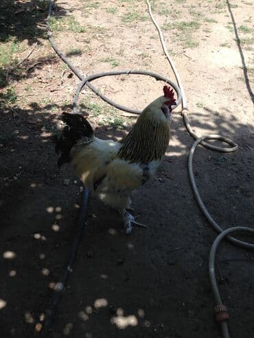 Dovşanlar: Bırama xoruzları 1 ilindiler sağlamdılar ecazkar görünüşleri var — 4