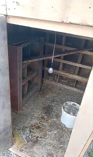 karlik dovsan satisi: Taxta goyərcin hinı 70 yaxin goyərcin yerləsir - Material: qalın — 6