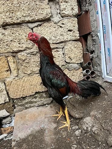 Iyun becesidi qanli 2 fere ile fikrleşmek olar teklifler maraglidi lalafo.az -da Iyun becesidi qanli 2 fere ile fikrleşmek olar teklifler maraglidi