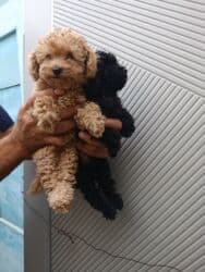 pudel sahblendrlir: Пудель — 7