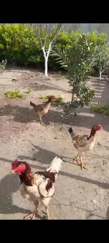 heyrati: Heyrati 1xoruz 2fere goz qabaqinda uzunboy, güclü ayaqlı, iri — 5