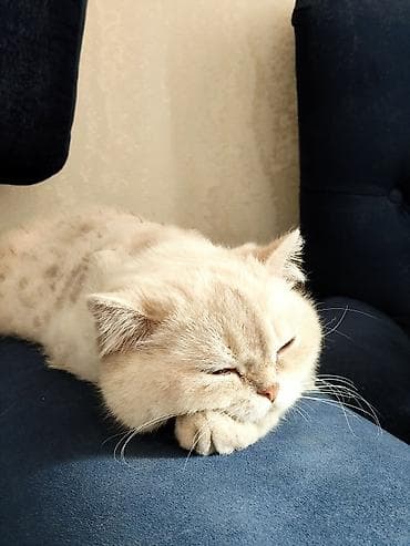 it satiwi: Ev heyvanı üçün aksesuar və ləvazimat dəsti Tərkib: - 1 ədəd sərt — 7