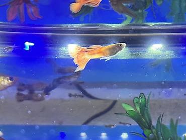 rottweiler satış: Sülhsevər, Ödənişli çatdırılma — 3