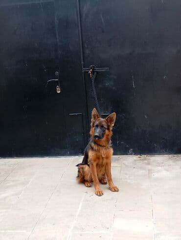 etibarlı ellere verilir it: Alman çoban iti, 1 il, Dişi, Peyvəndli — 3