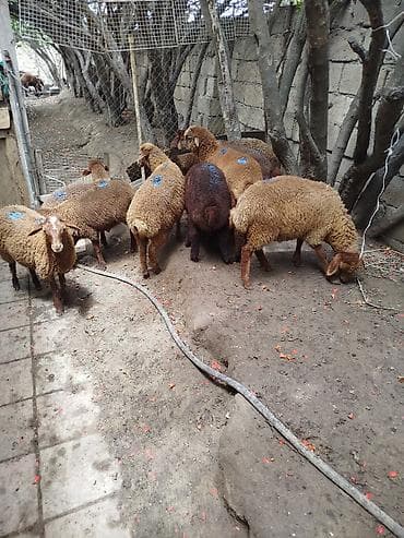 qoyunlar qoclar: Qoçlu-qoyun sürüsü – ət və damazlıq üçün 10 quzudu erkek disi qarışıq — 2