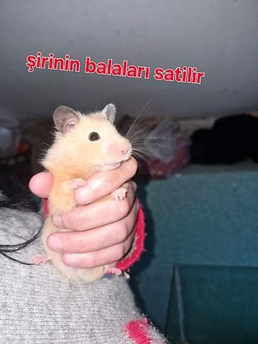 Şirin hamster balaları satılır - Növ: Suriya (qızıl) hamsteri