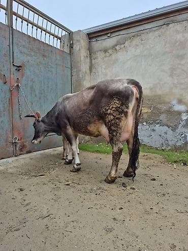 16. litir süd verir 3 qarına doğub 10 gündü doğub balası erkəydi