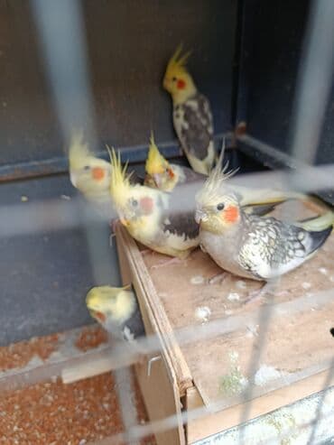 xamyak yuvası: Tofiq (nimfa) tutuquşuları – müxtəlif rəng mutasiyaları - Növ: Nimfa — 3