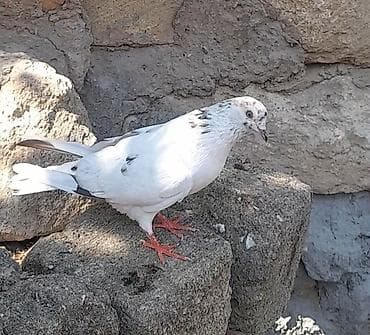 Tutulma 12 tuk erkey unvan suraxani