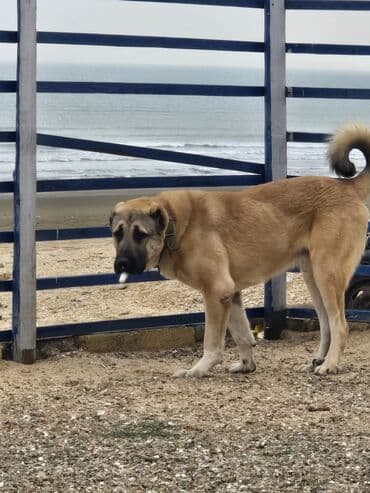 itlerin satisi 2022: Kanqal — 2