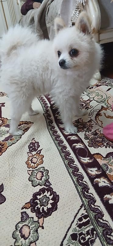 kicik itlər: Şpitz, 1 il, Erkek — 5