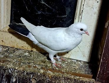 bulbul quşu satışı: Göyərçinlər — 1