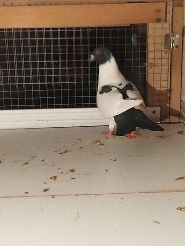 karella quşu: Məhsul: Növbənöv dekorativ göyərçinlər Təsvir: - Şəkillərdə bir neçə — 1