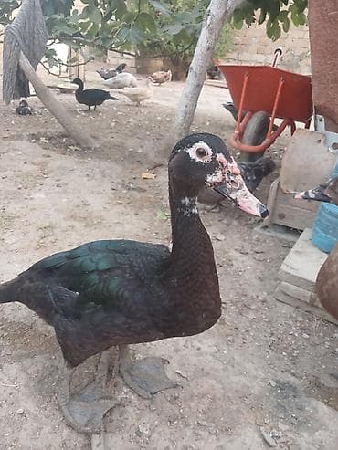 papuqay type 1: Cins lal ordekler macar qara zumrud qirmizi okuz lavanda findig reng — 1