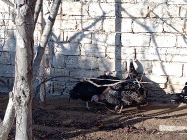 cin bildircin: Hinduşka sürüsü – qara və ağ rəngli fərdlər hinduşkalar satilir — 7