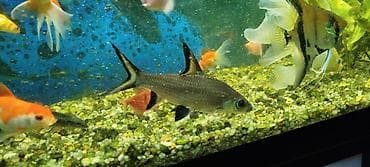 Akula balığı, Sülhsevər