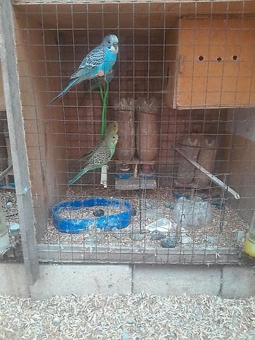 pisik canta: Korella 50
valnitsi 10 azn — 10