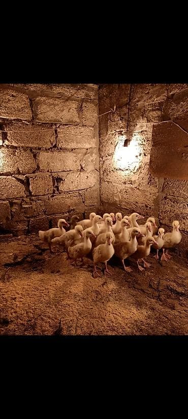 cucelerin satisi: Satış: qaz balaları (cücələr)
Linda kuban 24 ededdir
16 gunlukler — 1