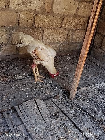 satdig quslar: Ağ rəngli xoruz 11 aylig xoruz du heç bir prablemi yoxdu vaksinləri — 1