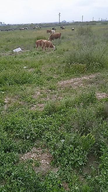 Çoban işi axtarıram əlaqə üçün 077 736 90 36 Çingiz ancaq zəng edin