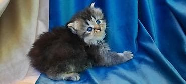 lalafo pisik: Fars — 10