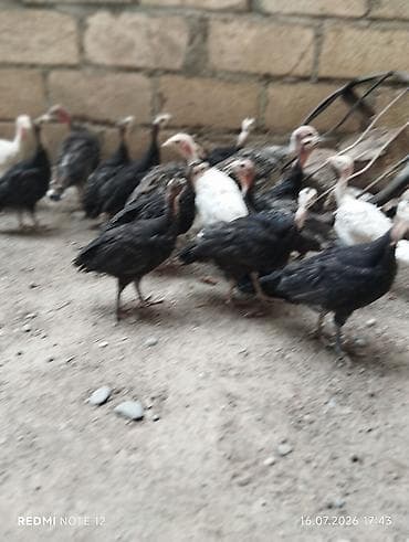 xacmaz heyvan bazari: Erkək, Damazlıq, Ödənişli çatdırılma — 3