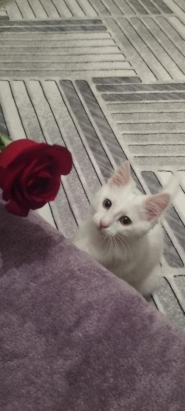 pisik ucuz: Yaxşı əllərə — 2