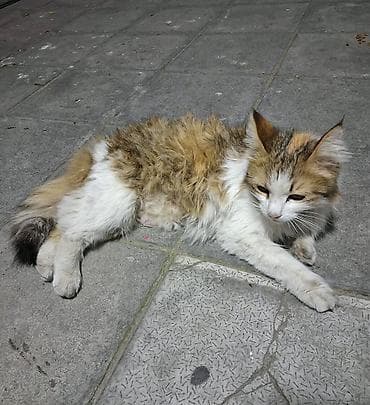 cins buzovlar: Erkək, Dişi, Yaxşı əllərə, Ünvandan götürmə — 7