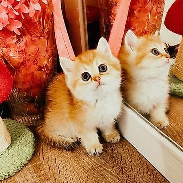 britan pisik: Britan — 1