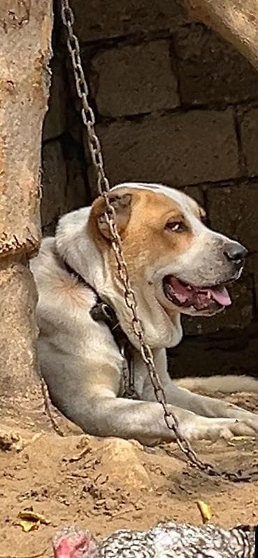 Alabay, Erkek lalafo.az -da Alabay, Erkek