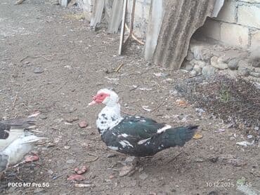 coban itlerin satisi: Salam millet Cavan ördeklerdi, bu ilin Mart ayında çıxanlarda - Növ — 3