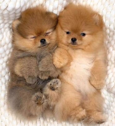 itlərin satşı: Şpitz, 1 ay, Erkek, Sənədli, Ünvandan götürmə, Ödənişli çatdırılma, Rayonlara çatdırılma — 2