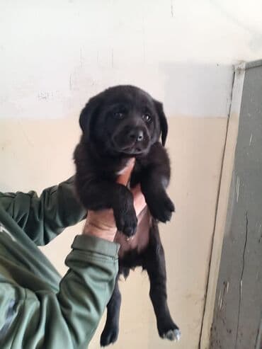 qurban bayrami sekiller: 1 ay, Erkek, Ünvandan götürmə — 4