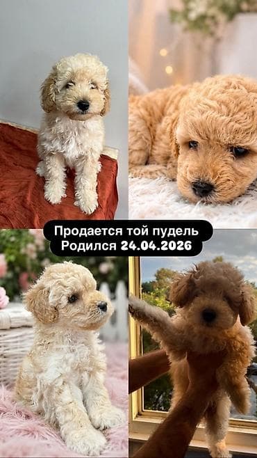 dog: Pudel — 1