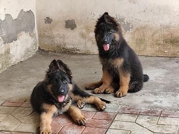 spaniel it: Alman çoban iti, 3 ay, Dişi, Sənədli, Ünvandan götürmə — 3