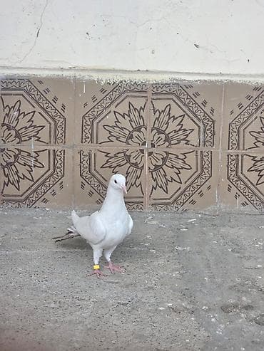 goyərclər: Balanin ucusuna cavabdehem saglam super duruslu heyvandi — 1