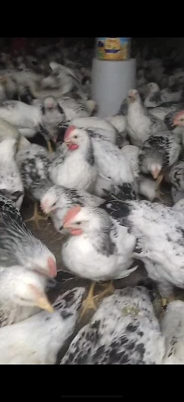 menali it adlari: Toyuq, Broyler, Ətlik — 3