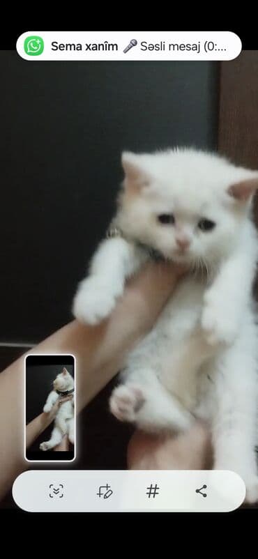 pişik darağı: Tam ağ rəngli balaca pişik - Qısa, tüklü və yumşaq yun - Mavi/boz — 2