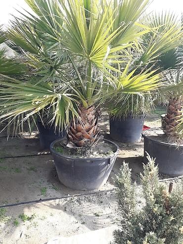 Palma ağacları 5-6 illik dibçəydə və yerdə olanları var dibçəydə