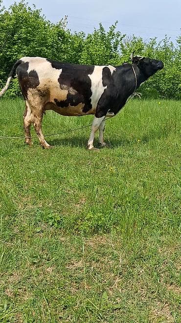 той пудель цена в баку: Самка, лет: 6, Для молока, Самовывоз — 3