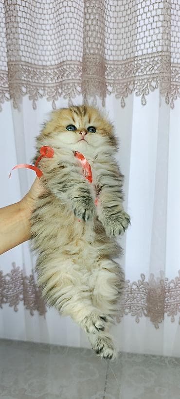 шотландская серебристая шиншилла купить: Британская — 1