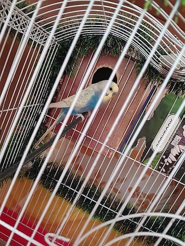 Heyvanlar: Cut quslar yumurta da qoyurlar boyk qefesdi biri sari biri mavi 70 mt — 1