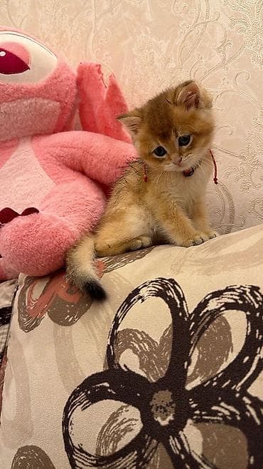 pers pişiyi: Britan, Erkək — 2