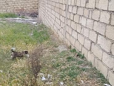 ev itleri ve qiymetleri: Salam itlər satılır isdəyən zəng eləsin — 2
