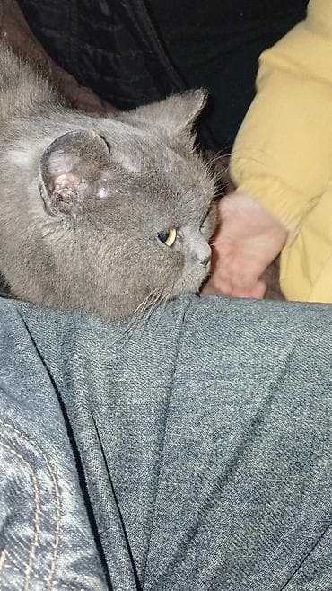 pişik eşyalari: Yaxşı əllərə — 2