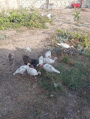 kend çolpası: Dişi, Amerika, Damazlıq, Ödənişli çatdırılma — 4