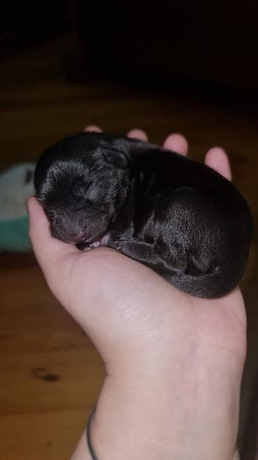 balaca tuklu itler: Pudel, Peyvəndli — 2