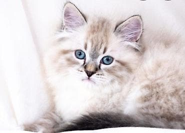 pişiy qumu: Britan, Erkək, Ünvandan götürmə, Ödənişli çatdırılma — 4